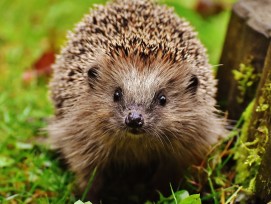 Igel in der Wiese