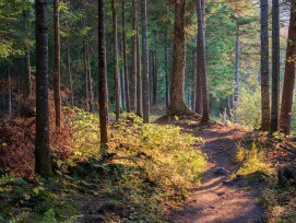 Waldweg (Symbolbild)