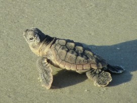 Junge Meerschildkröte am Strand