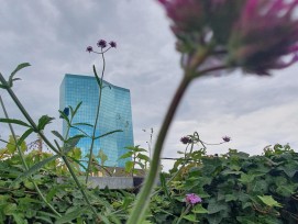 Prime Tower hinter Blumen