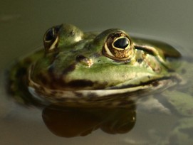 Laubfrosch im Wasser