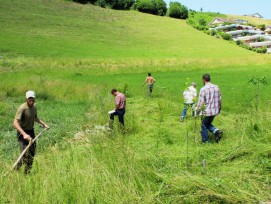 Biodiverses Feld