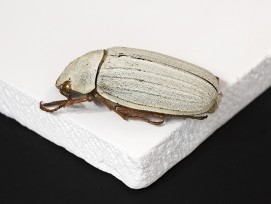 Kühlendes Keramik Universität Hong Kong Cyphochilus-Käfer