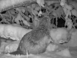 Wildtierkamera-Aufnahme eines Bibers im Sihlwald