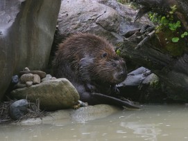 Archivbild Biber an der Sihl