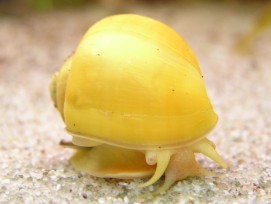 Apfelschnecke