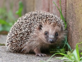 Igel an einer Gartenmauer