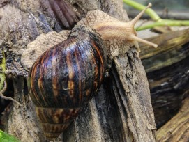 Achatschnecke