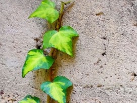 Efeu auf Betonwand (Symbolbild)
