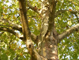 Platane