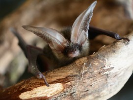 Fledermaus Braunes Langohr