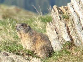 Murmeltier bei einem Stein