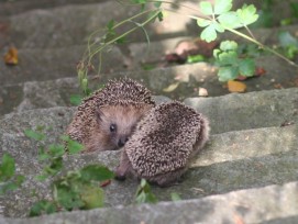 Igel im Siedlungsraum auf einer Treppe