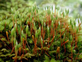 Rudolphis Trompetenmoos (Tayloria rudolphiana)
