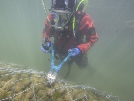 Taucher übt GItter-Verlegung im Inkwilersee