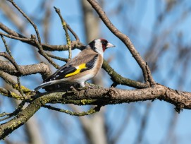 Stieglitz_Carduelis_carduelis 8189 ISIWAL WIKIPEDIA COMMONS 4.0