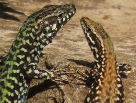 Eidechsengruppe