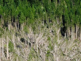 Nadelwald