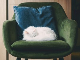 Katze auf einem Sessel (Schmuckbild)