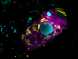 ciliate-crop-copy  (© Linus Matz ZellerMax-Planck-Institut für Marine Mikrobiologie)