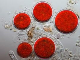 Mikrofoto.de-Blutregenalgen_3