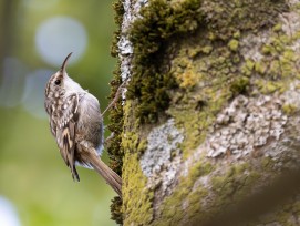 Gartenbaumlaeufer_Chris_Venetz