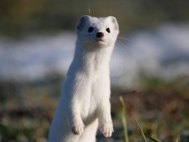 Hermelin im Winterkleid