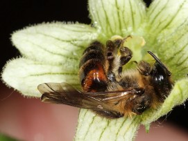 wildbienen_andrena_florea_wildbiene_christoph-kuenast