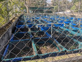 Vermifilter-Anlage der Eawag im indischen Puna.