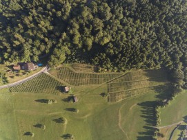 Luftbild einer Waldgrenze