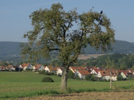Einfamilienhäuser im Grünen