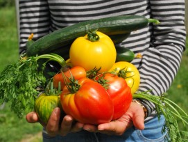 Tomaten und Gurke.