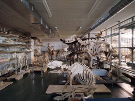 Osteologische Sammlung im Naturhistorischen Museum Basel