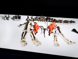 Aufbau des Langhalssauriers «Arapahoe» im Dinosaurier Museum Altmühltal