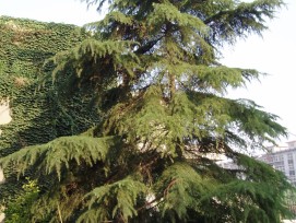 Cedrus_deodara_by_Fanghong