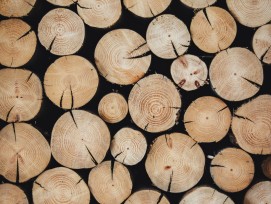 Symbolbild_Holz_alexandre-jaquetoni-unsplash_Nur temporär_BisIchBesseresfinde