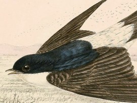 Mehlschwalbe (Illustration)