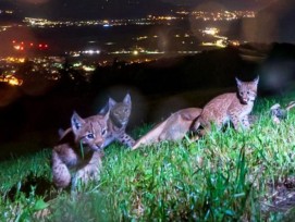 Luchs mit Jungtieren