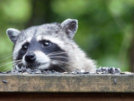 Waschbär