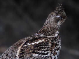 Haselhuhn-Weibchen