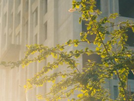 Baum vor einer Fassade im Sonnenlicht.