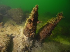 Pfähle der Fundstelle Sursee Gammainseli