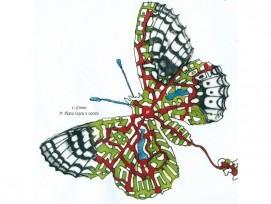 „Euphydryas Aurinia“: Die Flügel des Schmetterlings reichen vom Zürcher Bellevue (unten rechts) bis zum Central (oben links) und beinhalten die Bauten (weiss), die urbanen Zwischenräume, die Plätze, Strassen und Gassen (rot), die Seen (blau) und Grünräume