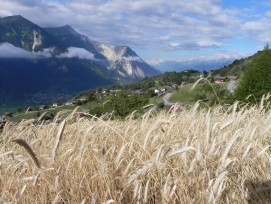 Roggenfeld im Wallis, Symbolbild (Roni Vonmoos-Schaub)