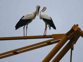 Meister Adebar beim Liebesspiel auf dem Baukran. (Natur- und Vogelschutzverein Kaiseraugst)