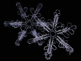Werner Albisser hat mit Hilfe der Makrofotografie die vergängliche Schönheit der Schneekristalle eingefangen. (Werner Albisser / Naturmuseum Olten)