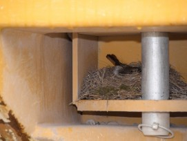 Der Nistplatz des Vogels in einer Nische im Heck des Pneuladers. (Bild: March-Anzeiger/Höfner Volksblatt)