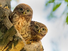 Putzige Kerlchen: junge Steinkäuze vor der Bruthöhle. (Mathias Schäf, Bird Life)