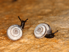 Gefährdete Tierchen: Quendelschnecken.  (Alexander Mrkvicka, CC BY-SA 3.0, Wikimedia)