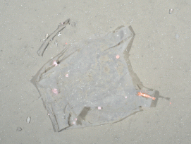 Ein Stück Plastik in 2500 Metern Tiefe in der Framstrasse (Alfred-Wegener-Institut/Melanie Bergmann/OFOS)